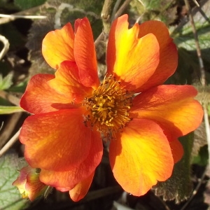 Geum coccineum hort.