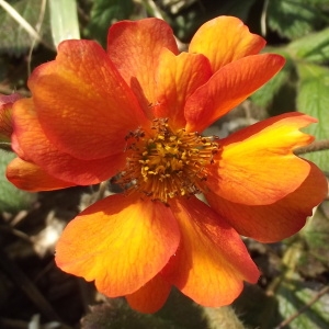  - Geum coccineum hort.