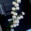   - Convallaria majalis L. [1753]