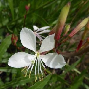 Oenothera lindheimeri (Engelm. & A.Gray) W.L.Wagner & Hoch (Butterfly Gaura)