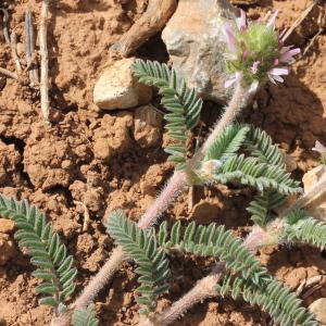 Photographie n°228256 du taxon Astragalus glaux L.