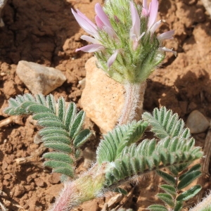 Photographie n°228257 du taxon Astragalus glaux L.