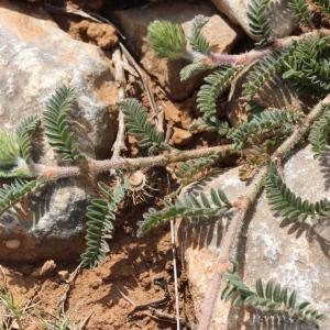 Photographie n°228258 du taxon Astragalus glaux L.