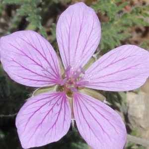 Photographie n°228265 du taxon Erodium foetidum (L.) L'Hér. [1802]