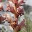  Marie  Portas - Orobanche caryophyllacea Sm.