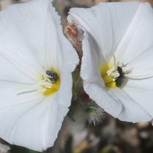 Convolvulus lanuginosus var. canescens Choisy (Liseron duveteux)