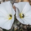  Marie  Portas - Convolvulus lanuginosus Desr.