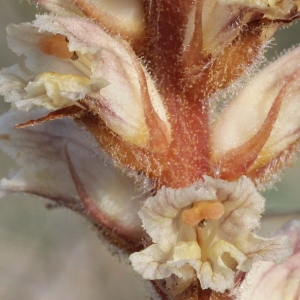 Orobanche barbata Williams (Orobanche du trèfle)