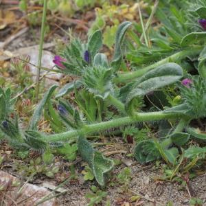 Photographie n°228288 du taxon Echium arenarium Guss. [1826]