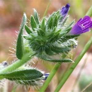 Echium arenarium Guss. (Vipérine des sables)