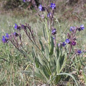 Photographie n°228312 du taxon Anchusa azurea Mill.