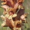  Marie  Portas - Orobanche caryophyllacea Sm.