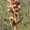  Marie  Portas - Orobanche caryophyllacea Sm.