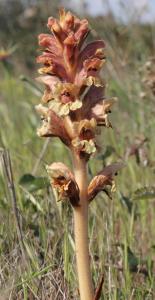 Marie  Portas, le 19 avril 2014 (Leucate)