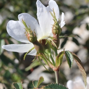 Photographie n°228319 du taxon Rosa agrestis Savi [1798]