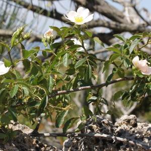 Photographie n°228323 du taxon Rosa agrestis Savi [1798]