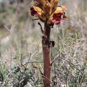 Photographie n°228329 du taxon Orobanche gracilis Sm. [1798]