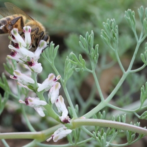 Photographie n°228372 du taxon Fumaria parviflora Lam.