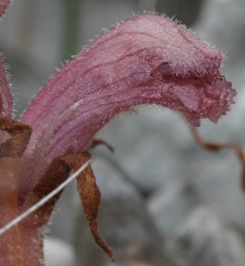Marie  Portas, le 17 avril 2014 (Salses-le-Château)