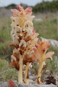 Marie  Portas, le 20 avril 2014 (Fitou)