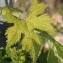  Marie  Portas - Vitis vinifera subsp. vinifera 