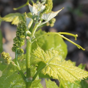 Photographie n°228391 du taxon Vitis vinifera subsp. vinifera 