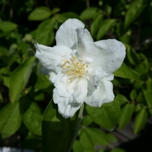 Photographie n°228394 du taxon Philadelphus coronarius L. [1753]