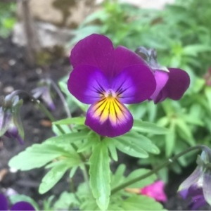 Photographie n°228404 du taxon Viola tricolor L. [1753]