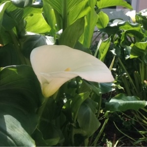 Photographie n°228407 du taxon Zantedeschia aethiopica (L.) Spreng. [1826]