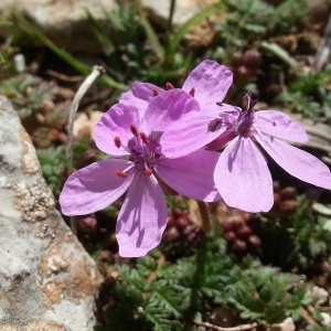  - Erodium primulaceum Welw. ex Lange [1855]