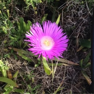 Photographie n°228458 du taxon Carpobrotus acinaciformis (L.) L.Bolus [1927]