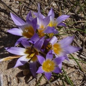 Photographie n°228463 du taxon Romulea clusiana Nyman [1865]