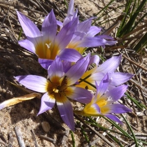 Photographie n°228464 du taxon Romulea clusiana Nyman [1865]