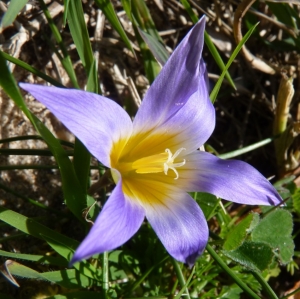 Ans Gorter, le 23 février 2014 (Province de Cadix (Conil))