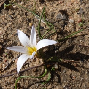 Photographie n°228472 du taxon Romulea clusiana Nyman [1865]