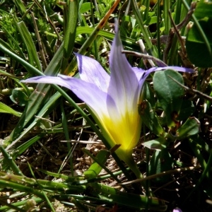 Romulea clusiana Nyman