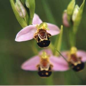 Photographie n°228528 du taxon Ophrys apifera Huds. [1762]