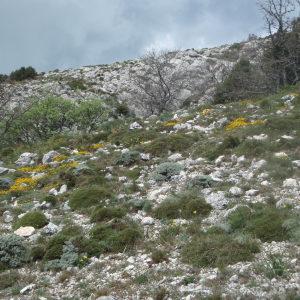 Photographie n°228554 du taxon Hippocrepis comosa L. [1753]