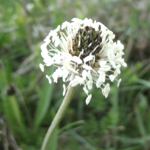 Photographie n°228564 du taxon Plantago atrata Hoppe [1799]