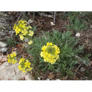 Erysimum grandiflorum Desf.