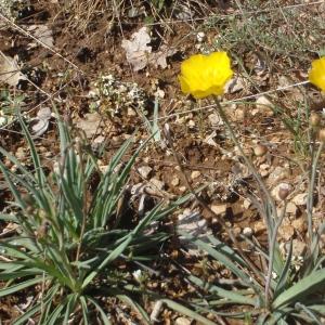 Photographie n°228571 du taxon Ranunculus gramineus L. [1753]