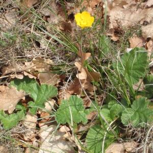 Photographie n°228613 du taxon Geum sylvaticum Pourr. [1788]