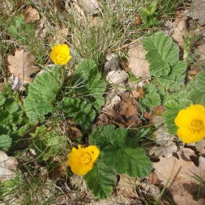 Photographie n°228615 du taxon Geum sylvaticum Pourr. [1788]