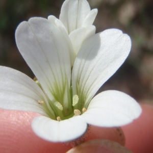 Photographie n°228618 du taxon Saxifraga granulata L. [1753]