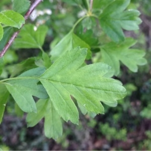 Photographie n°228630 du taxon Crataegus monogyna Jacq. [1775]