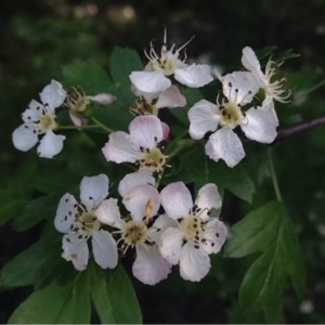 Photographie n°228631 du taxon Crataegus monogyna Jacq. [1775]