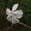  Pierre Bonnet - Silene latifolia Poir.