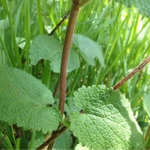 Photographie n°228709 du taxon Lamiaceae 