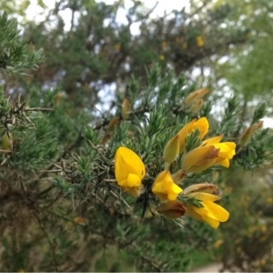 Photographie n°228724 du taxon Ulex europaeus L. [1753]