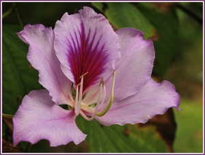 Gérard CalbÉrac, le 18 octobre 2012 (Sainte-Rose (Anse des Cascades))